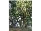 Lot 11075 Nelson Location, Nannup WA 6275
