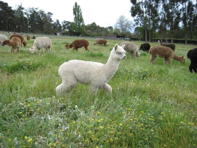 Lot 177 Vasse Highway, Nannup WA 6275