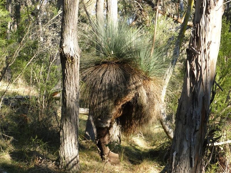 Black Mountain NSW 2365
