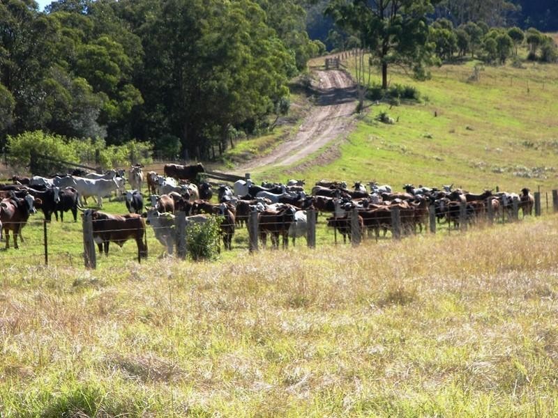 Lower Creek NSW 2440