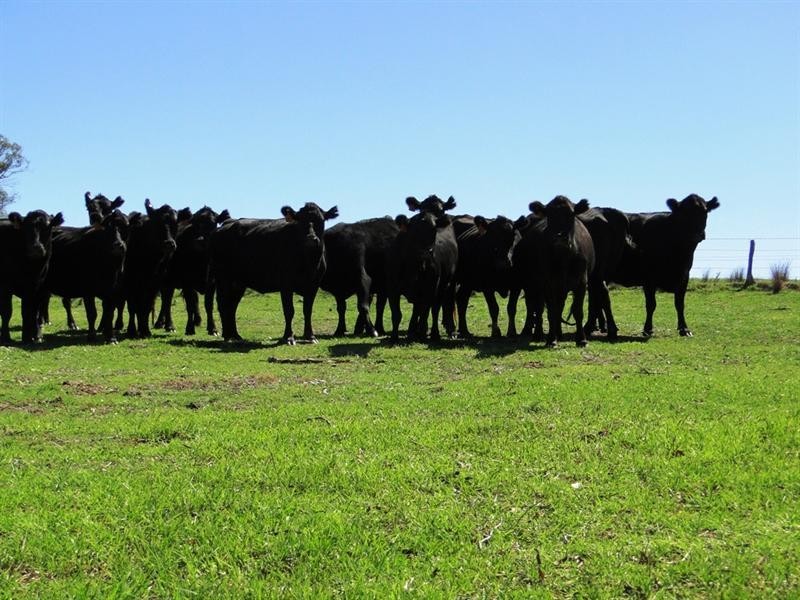 542 “Oaklands” Long Point Road, Armidale NSW 2350