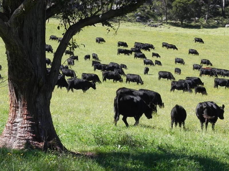 2721 “Springshure” Wards Mistake Road, Guyra NSW 2365