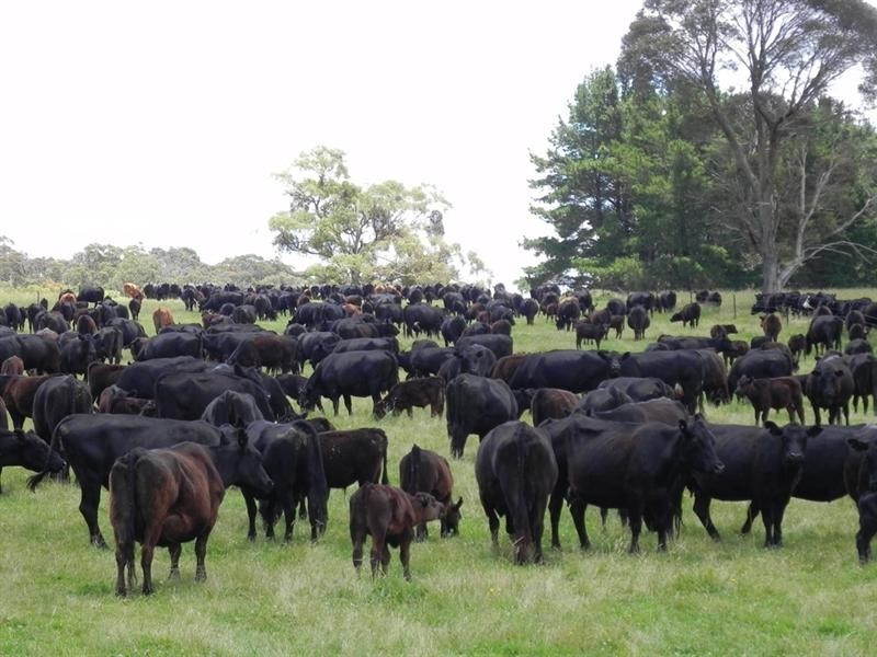 2721 “Springshure” Wards Mistake Road, Guyra NSW 2365