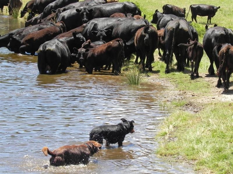 2721 “Springshure” Wards Mistake Road, Guyra NSW 2365