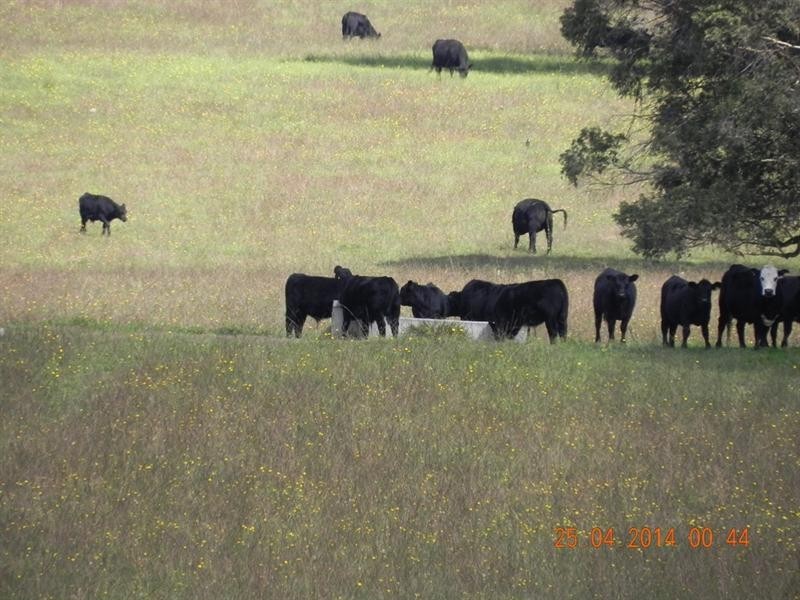 2721 “Springshure” Wards Mistake Road, Guyra NSW 2365