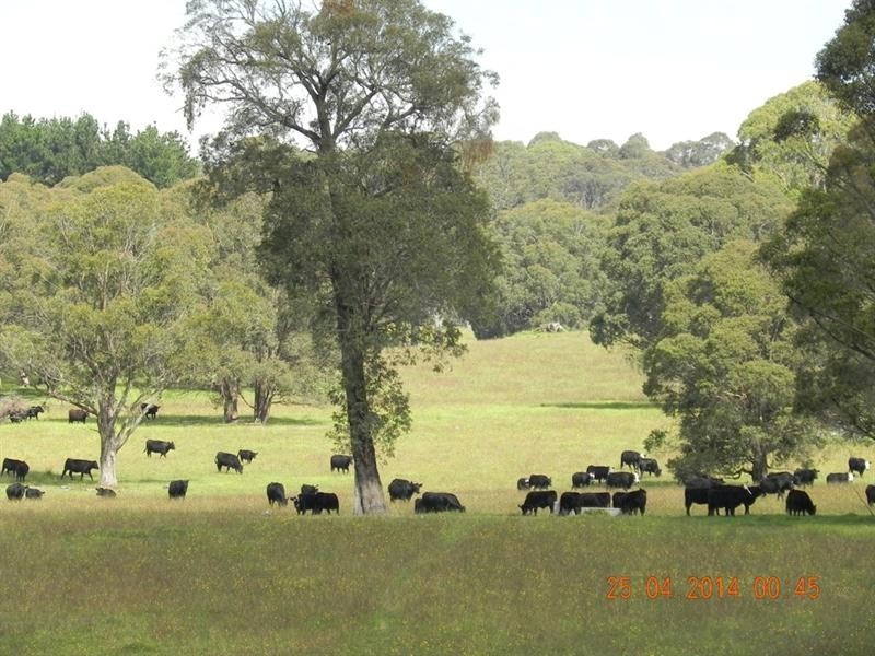 2721 “Springshure” Wards Mistake Road, Guyra NSW 2365