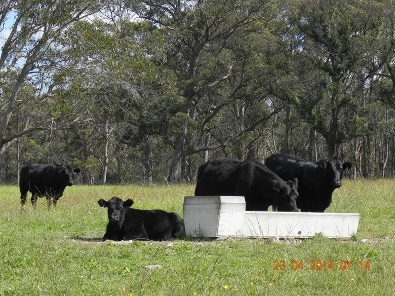 2721 “Springshure” Wards Mistake Road, Guyra NSW 2365