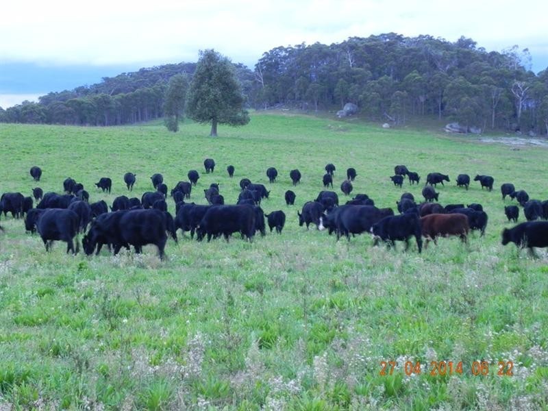 2721 “Springshure” Wards Mistake Road, Guyra NSW 2365