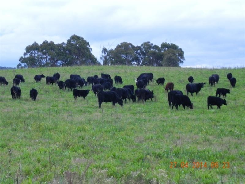 2721 “Springshure” Wards Mistake Road, Guyra NSW 2365