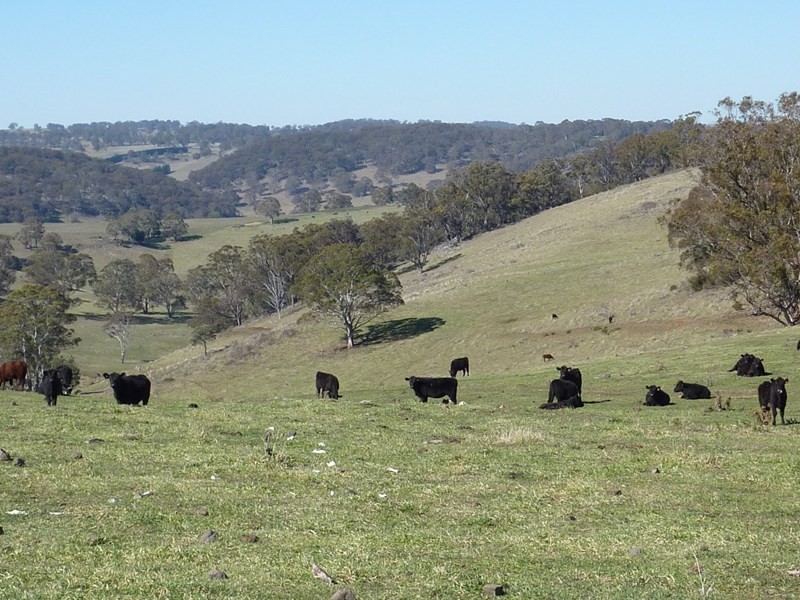 504 ‘Mt Emby’ Moredun Road, Ben Lomond NSW 2365