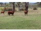 153 Knobs Road, Armidale NSW 2350