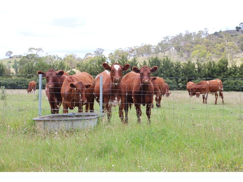 153 Knobs Road, Armidale NSW 2350