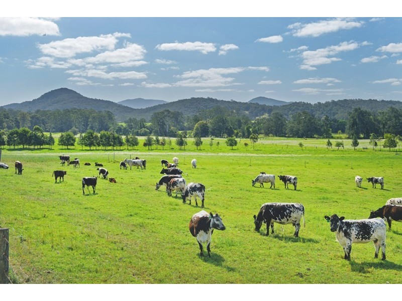 190 Bril Bril Road, Rollands Plains NSW 2441