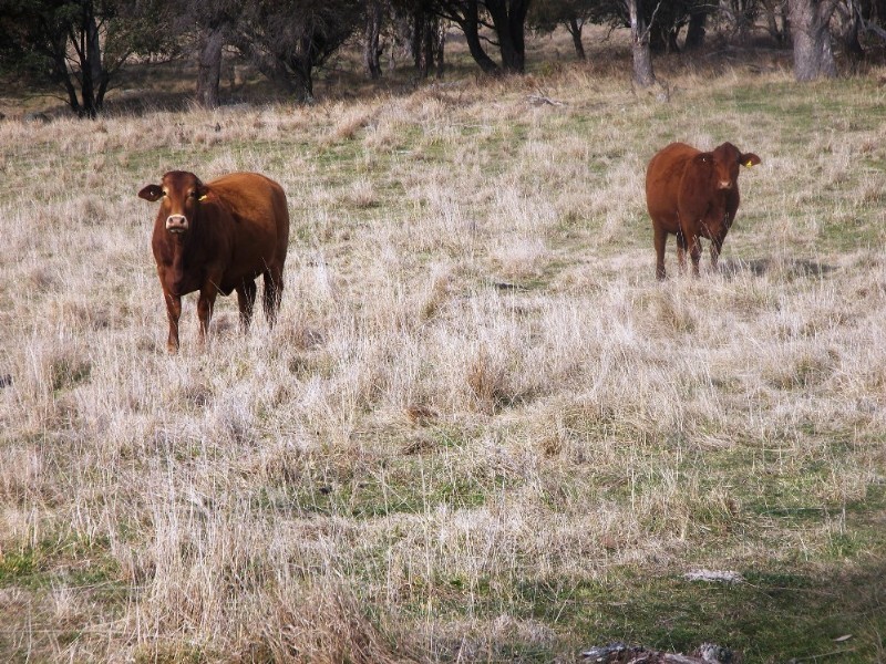 Guyra NSW 2365