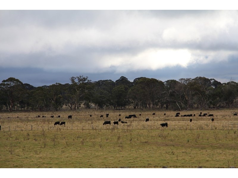 1350, Wyoming Wards Mistake Road, Guyra NSW 2365