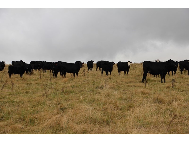 1350, Wyoming Wards Mistake Road, Guyra NSW 2365