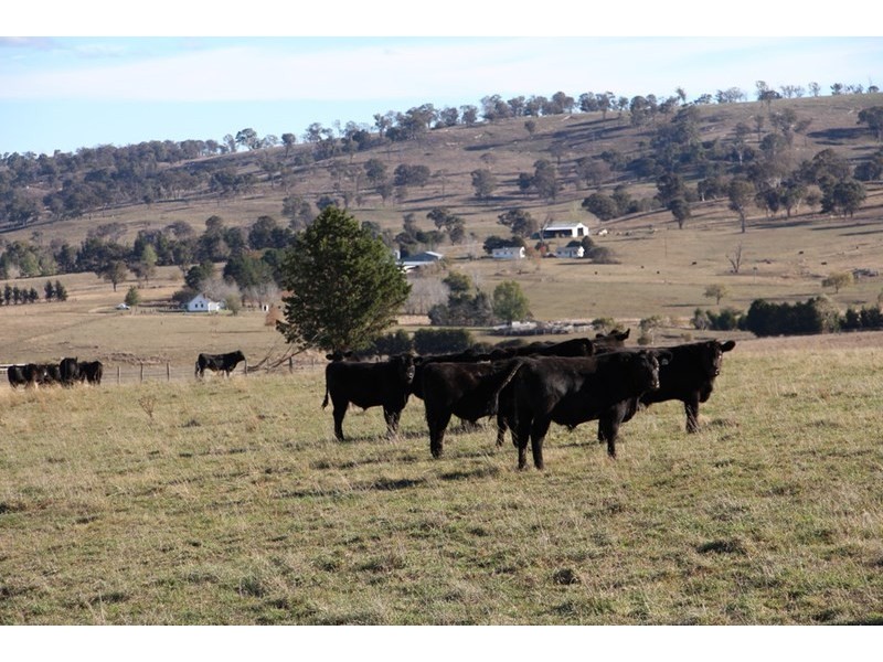 Fairview, 13 Murray’s Road, Wollomombi NSW 2350