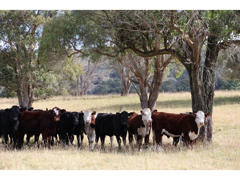 Mossgrove 59 Tanners Road, Wollomombi NSW 2350