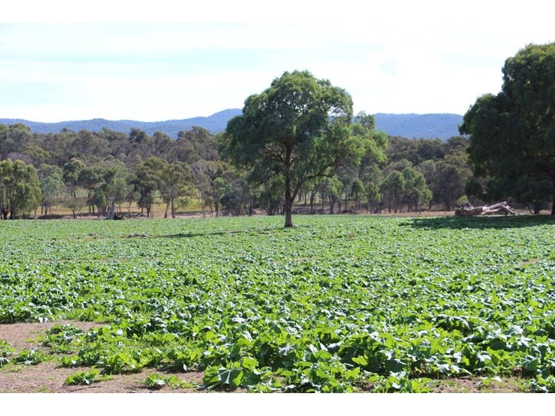 Mossgrove 59 Tanners Road, Wollomombi NSW 2350