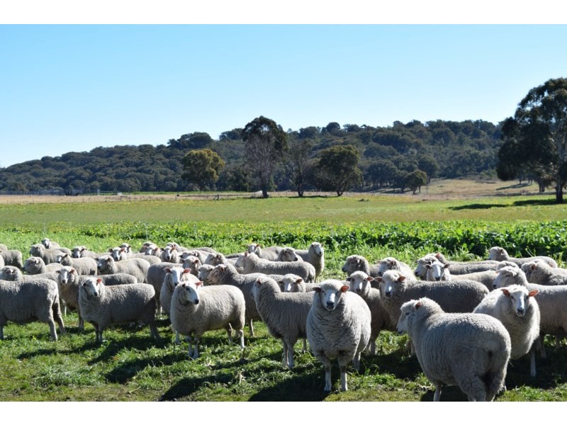 Five Wire 524 Westbrook Road, Guyra NSW 2365