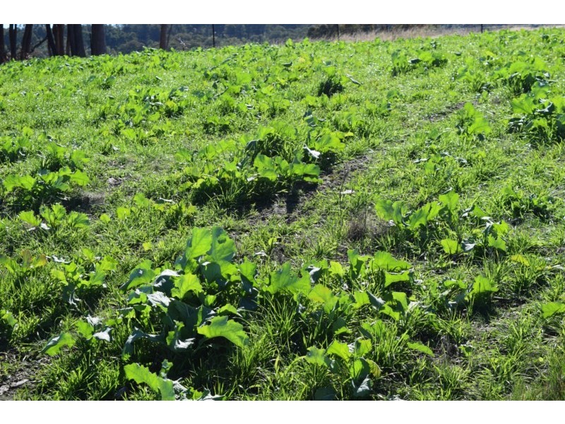 Five Wire 524 Westbrook Road, Guyra NSW 2365