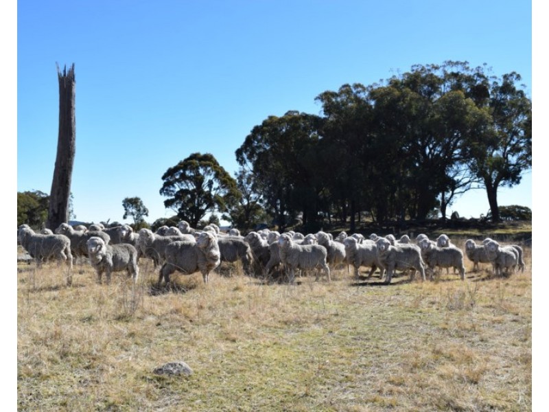 Deer Park 2106 Baldersleigh Road, Guyra NSW 2365