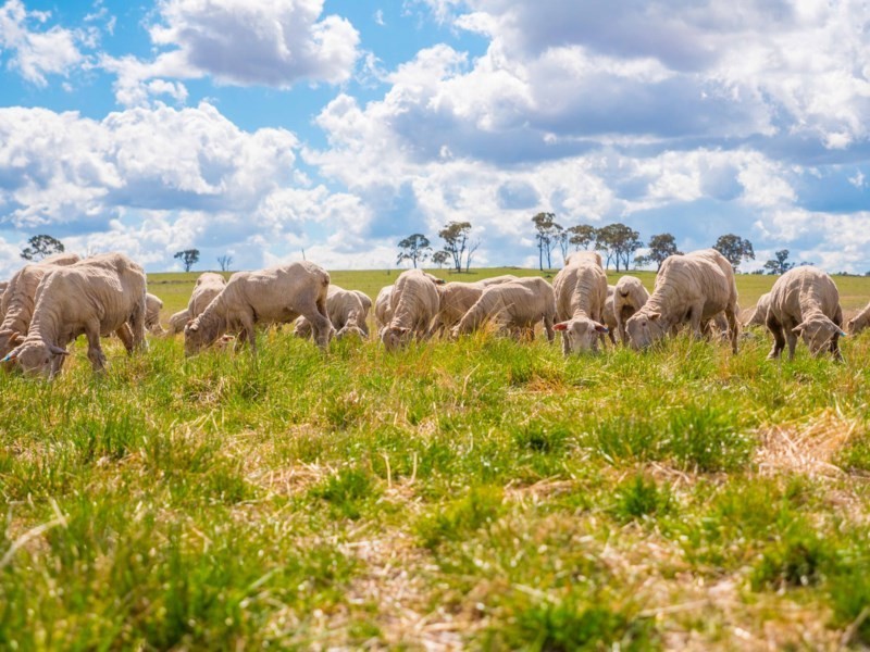 Otterbourne 506 Enmore Road, Armidale NSW 2350