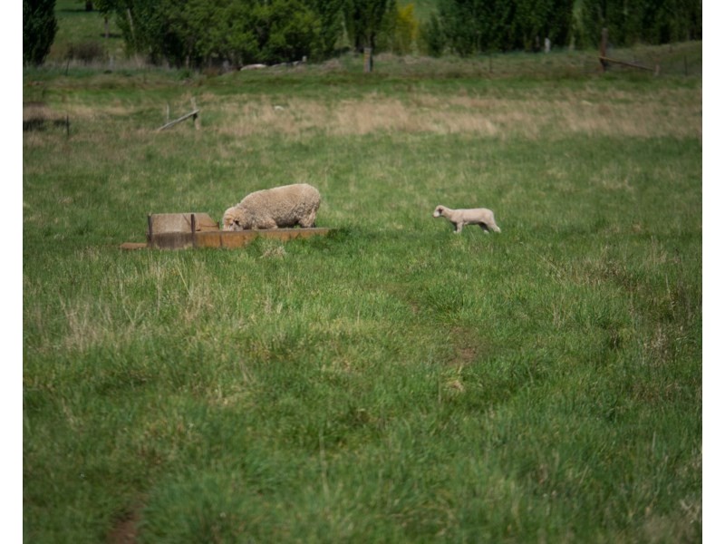 Old Belmont196 Toms Gully Road, Black Mountain NSW 2365