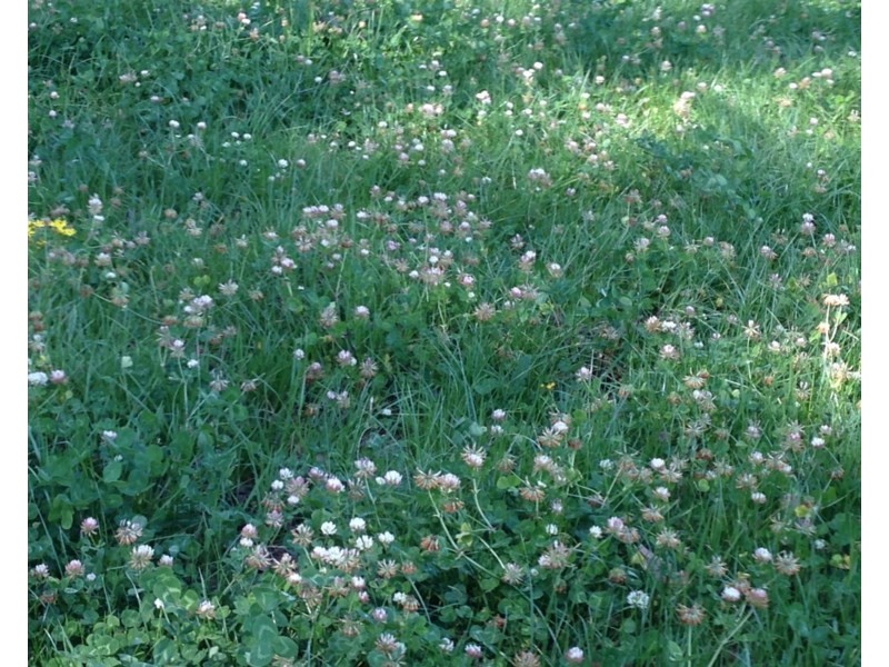 Seymour, 5836 Brackendale Road, Nowendoc NSW 2354