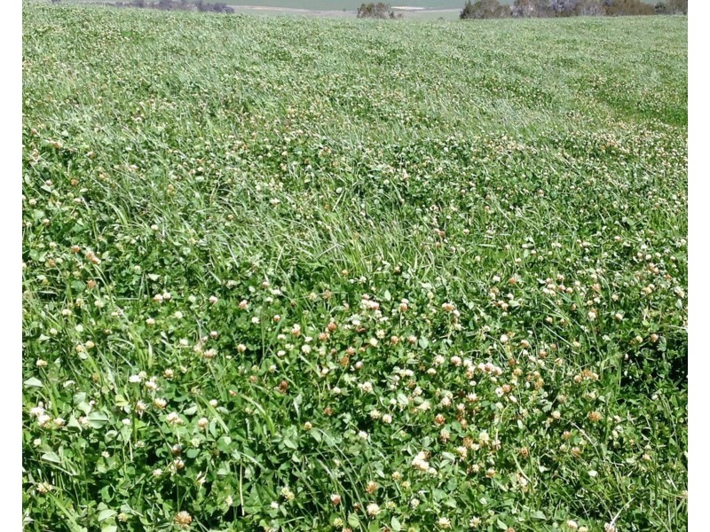 Seymour, 5836 Brackendale Road, Nowendoc NSW 2354