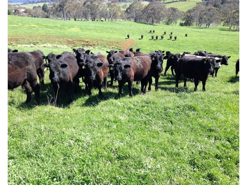 Seymour, 5836 Brackendale Road, Nowendoc NSW 2354