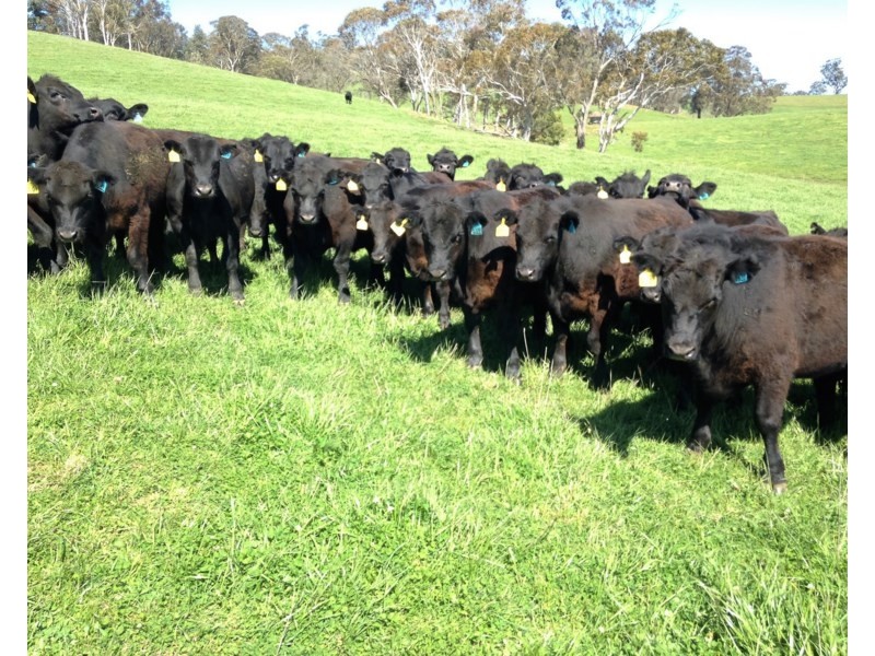 Seymour, 5836 Brackendale Road, Nowendoc NSW 2354