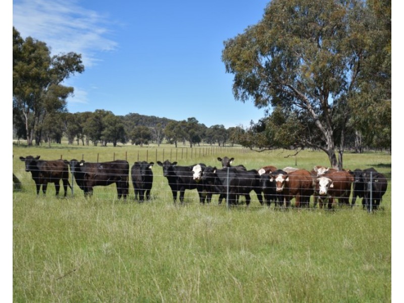 Glenfield Nth 305 Loxton Road, Wandsworth NSW 2365