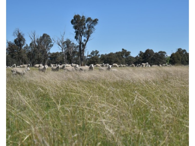 Glenfield Nth 305 Loxton Road, Wandsworth NSW 2365