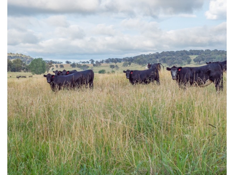 Maiden Creek 1060 Wongwibinda Road, Wollomombi NSW 2350