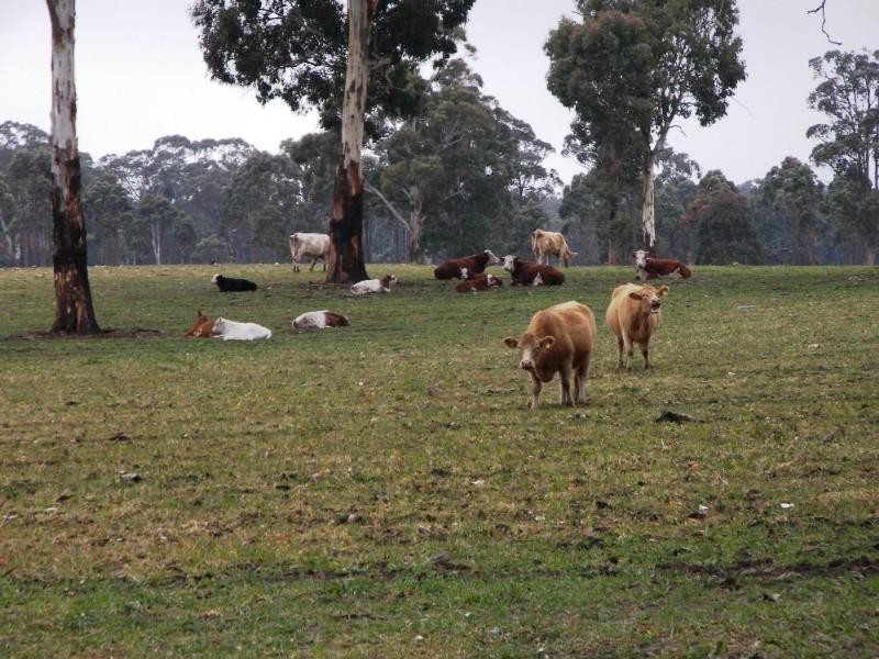 Guyra NSW 2365