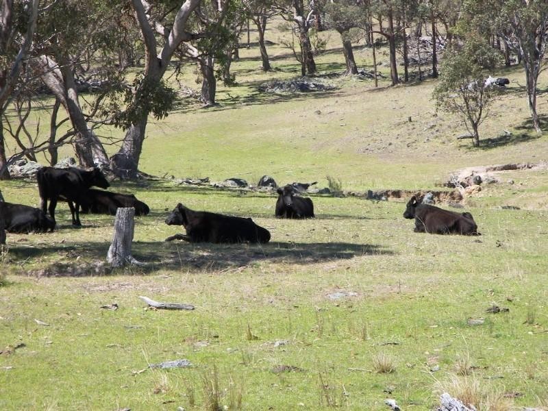 Armidale NSW 2350