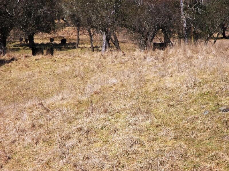 Ebor NSW 2453