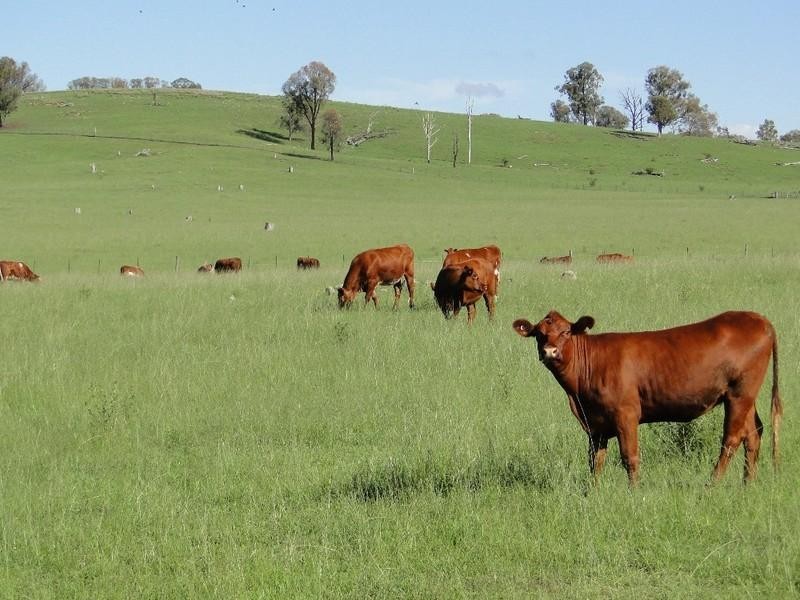 Armidale NSW 2350
