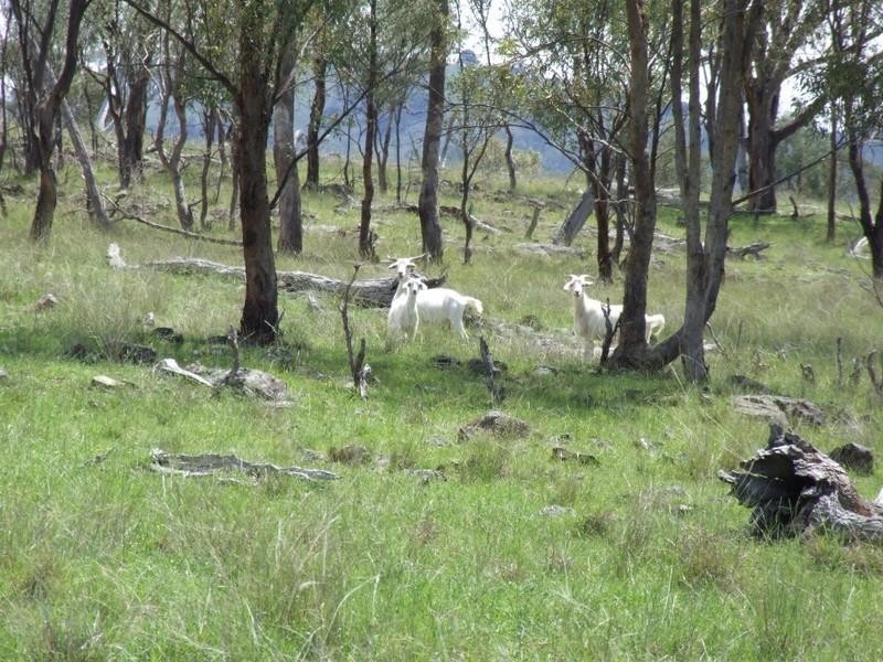 Armidale NSW 2350