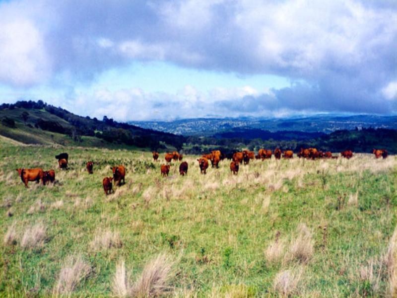 Wongwibinda NSW 2350
