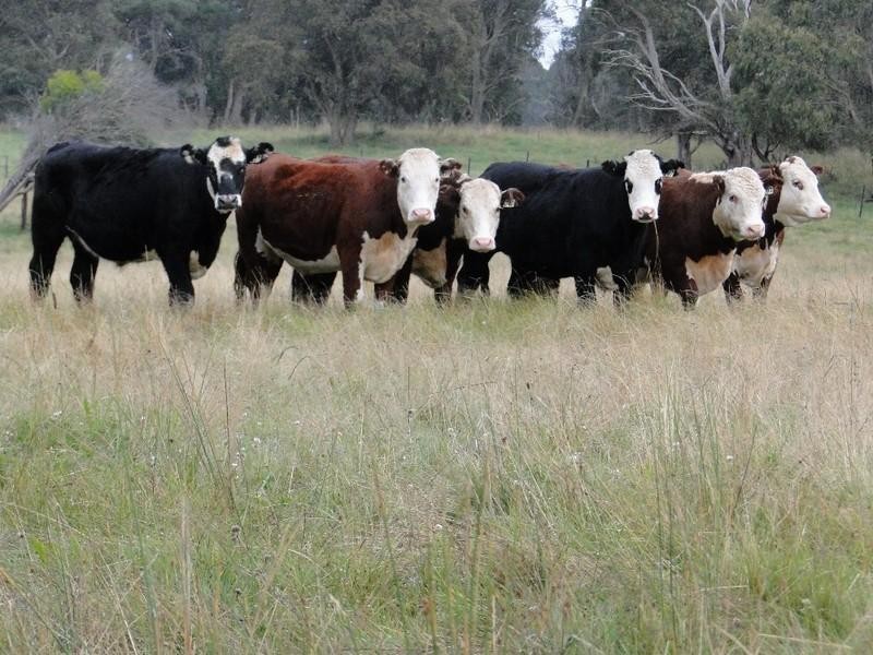 Aberfoyle NSW 2350