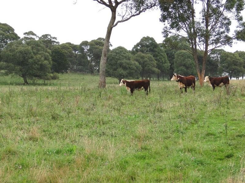 Aberfoyle NSW 2350