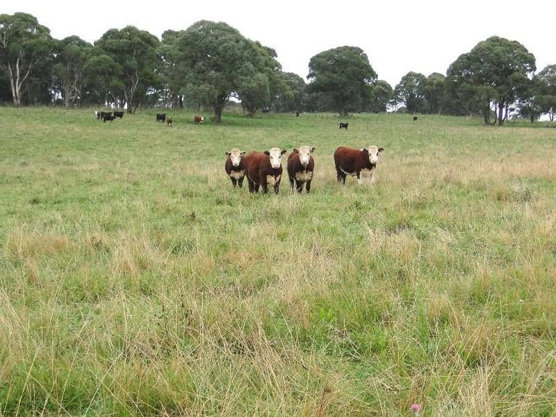 Aberfoyle NSW 2350