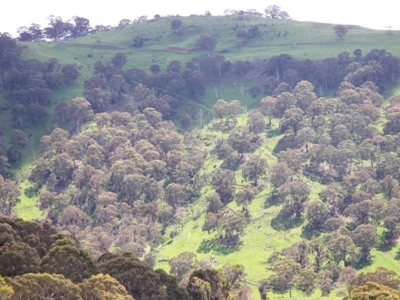Ben Lomond NSW 2365