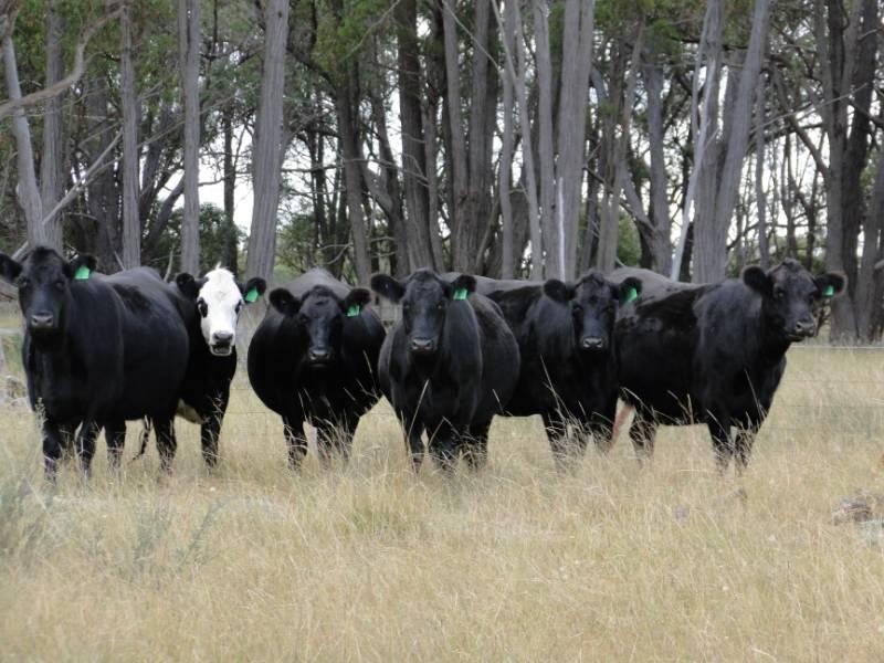 754 “Nariel” Junction Road, Guyra NSW 2365