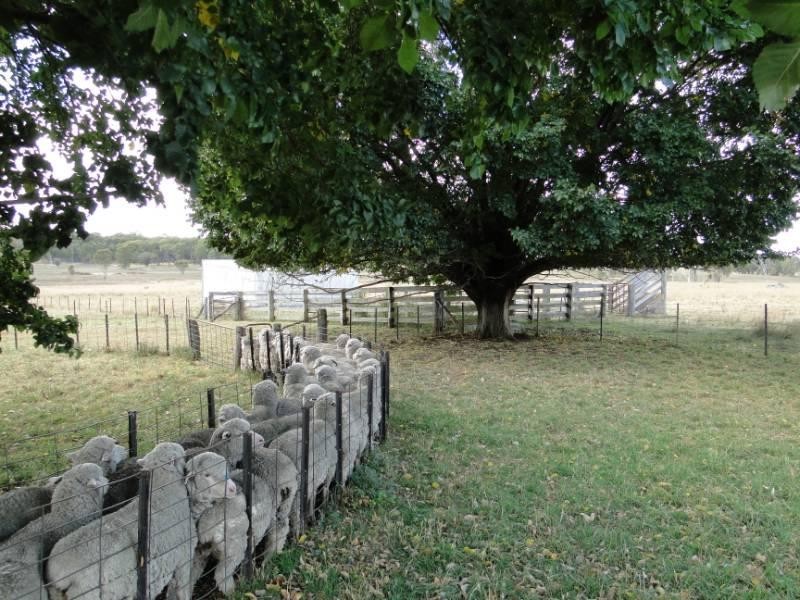 754 “Nariel” Junction Road, Guyra NSW 2365