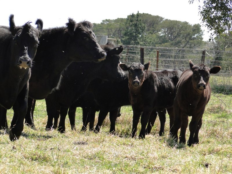 7986 “Kincora” Waterfall Way, Ebor NSW 2453