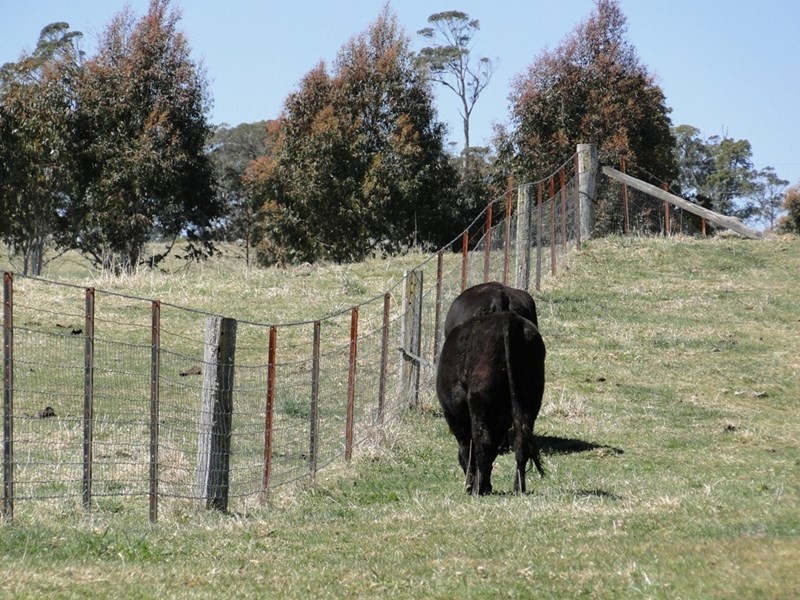 7986 “Kincora” Waterfall Way, Ebor NSW 2453