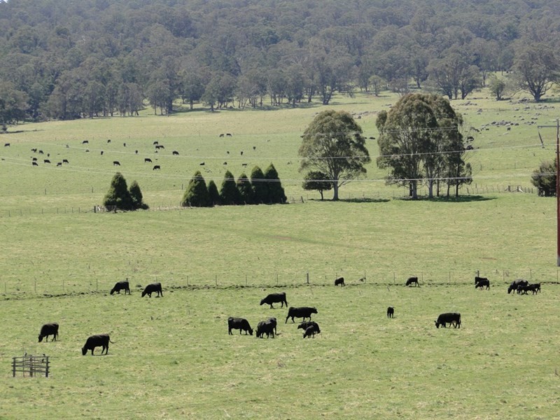 7986 “Kincora” Waterfall Way, Ebor NSW 2453